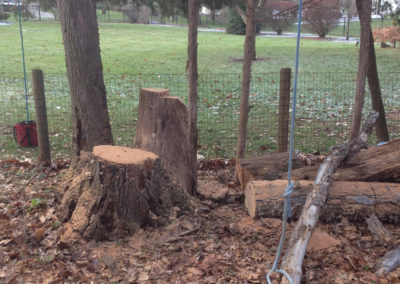 Stump Grinding