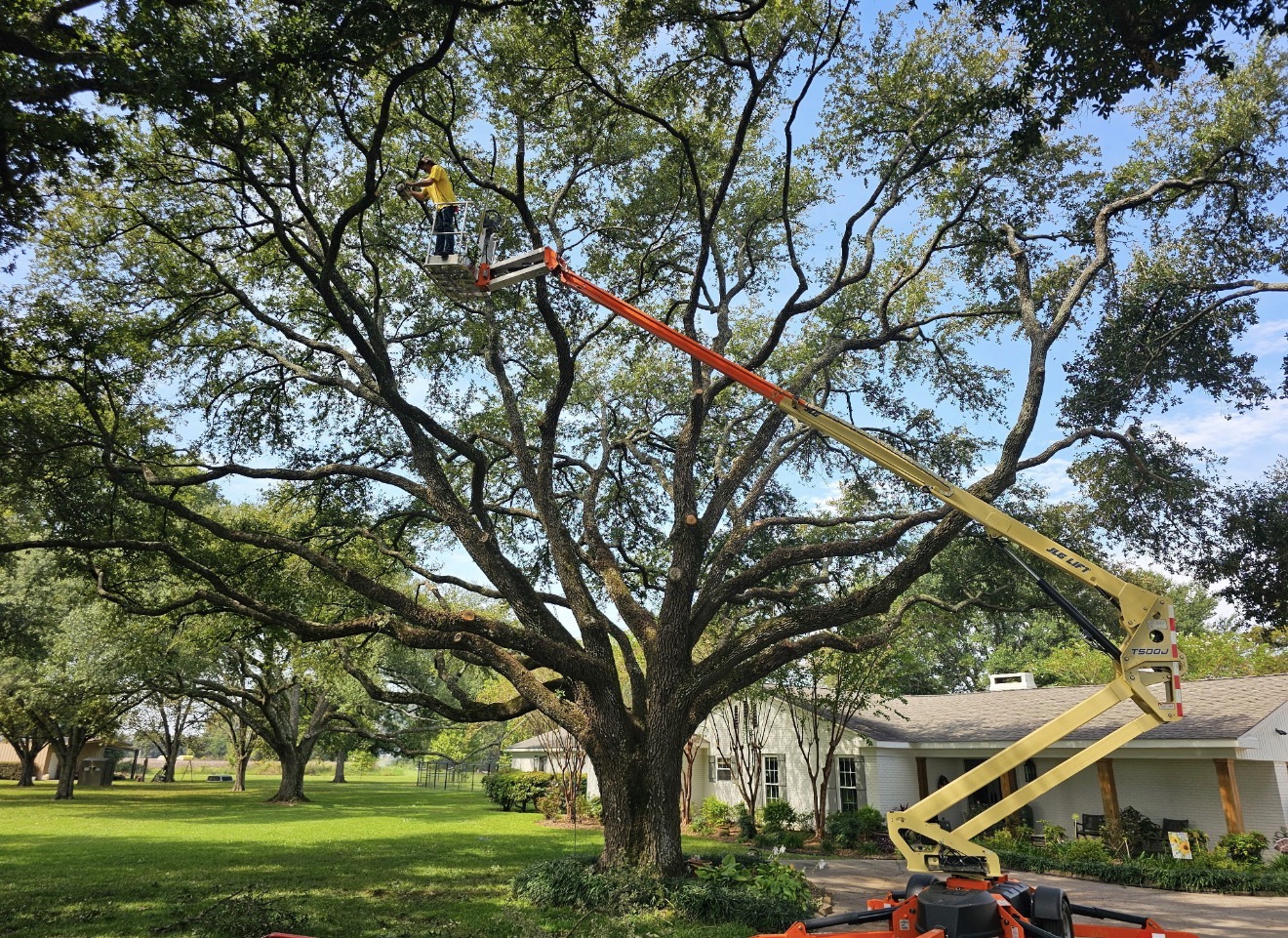 Hamlett's Tree Service crew pruning a large oak from a lift in Belle Mead, NJ